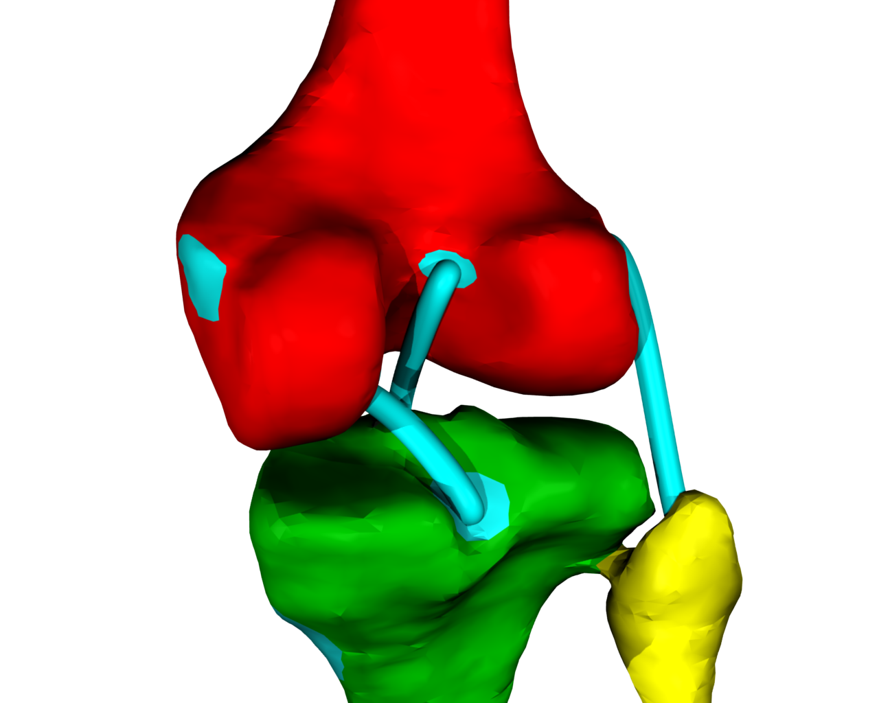 genou avec ligaments
