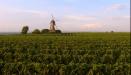 Loire_valley_Vinyard