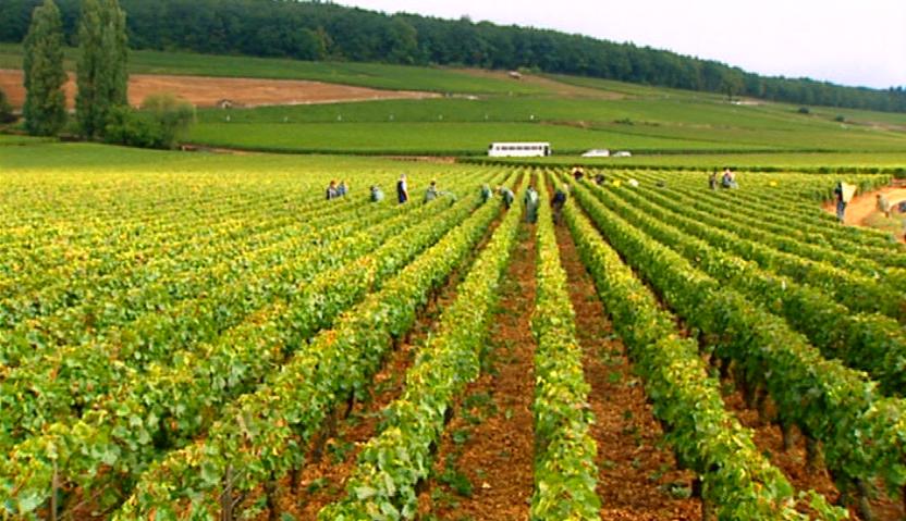 Burgundy_vinyard