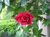 IMG_3415.JPG [2254957 octets]