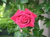 IMG_3417.JPG [2219283 octets]