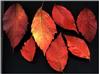 feuilles2.jpg [185878 octets]