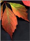 feuilles3zoom.jpg [113634 octets]