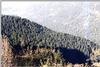 foret-sapin2.jpg [84983 octets]