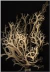 lichen1.jpg [45461 octets]