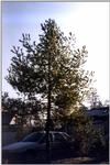 sapin1.jpg [48479 octets]