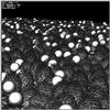 foret.0047.jpg [127641 octets]