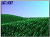 p2.jpg [49766 octets]