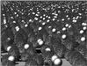 buiss.filtre.gif.gz [428107 octets]