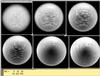 sphere.tau2.gif.gz [137643 octets]