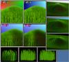 herbe.pb.jpg [288931 octets]