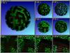 laby.sph2.jpg [450156 octets]