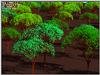 foret.ls2.jpg [102813 octets]
