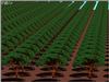 ls.foret2.jpg [385860 octets]