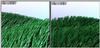 herbe.jpg [32179 octets]