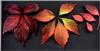 feuilles3.jpg [159168 octets]