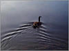 kelvin_geese1.jpg [28054 octets]