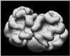 cerveau.gif [130482 octets]