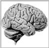 cerveau1.jpg [14222 octets]