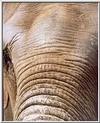 selephant.jpg [10143 octets]