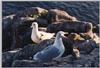 mouette.jpg [27440 octets]