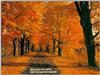 automne.gif [226736 octets]