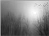 brume_zoom.jpg [28295 octets]