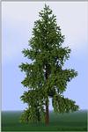 CGsapin.jpg [70026 octets]