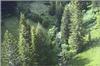 trees.gif.gz [716737 octets]