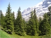 Sapins-jpg_1912446-XL.jpg [1047434 octets]