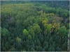 forest.aerial.jpg [85107 octets]