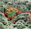 DSC00231-Daintree-rainforest-is-100-or-so-million-years-oldBWdraw.png [2345619 octets]