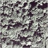 forestpiece2BW.png [1125326 octets]
