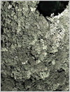foret_940x705BW.jpg [96972 octets]