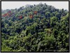 rain_forest-silhouettes-show.jpg [215700 octets]