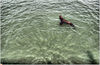 800px-Aureole-Effect_ar_San_Francisco_Bay.jpg [141314 octets]