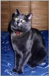 cat-fur1.jpg [34630 octets]