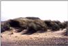 herbe-plage.jpg [141405 octets]