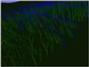 prairie3.gif [90002 octets]