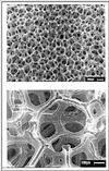 foam1.gif [54983 octets]