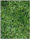 Leaves25c.jpg [64634 octets]