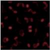 tst20.gif [57455 octets]