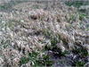 27032012211.jpg [614869 octets]